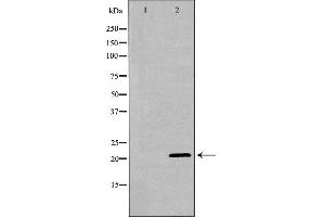 Western blot analysis of testis  using PEBP1 antibody. (PEBP1 抗体  (C-Term))