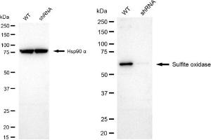 anti-Sulfite Oxidase (SUOX) antibody