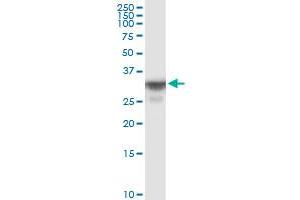 OR8B8 MaxPab polyclonal antibody. (OR8B8 抗体  (AA 1-311))