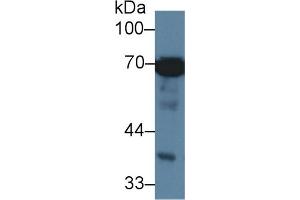Western Blotting (WB) image for anti-Heat Shock 70kDa Protein 1-Like (HSPA1L) (AA 1-641) antibody (ABIN7426169)
