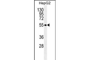 MFS10 Antibody (Center) (ABIN655293 and ABIN2844882) western blot analysis in HepG2 cell line lysates (35 μg/lane).