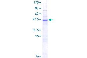 Image no. 1 for Natural Cytotoxicity Triggering Receptor 3 (NCR3) (AA 1-201) protein (GST tag) (ABIN1312145) (NCR3 Protein (AA 1-201) (GST tag))