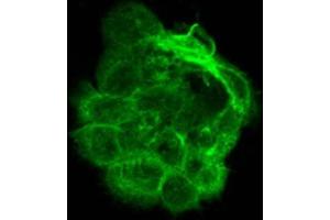 Immunofluorescence of Mouse monoclonal anti-Alpha Tubulin antibody.