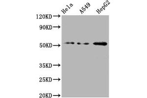 Western Blot Positive WB detected in: Hela whole cell lysate, A549 whole cell lysate, HepG2 whole cell lysate All lanes: CD47 antibody at 1:2000 Secondary Goat polyclonal to rabbit IgG at 1/50000 dilution Predicted band size: 36, 32, 34 kDa Observed band size: 55 kDa (Recombinant CD47 抗体)