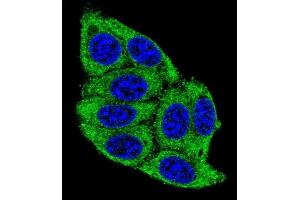 Confocal immunofluorescent analysis of PLD5 Antibody (C-term) (ABIN655545 and ABIN2845054) with 293 cell followed by Alexa Fluor? (PLD5 抗体  (C-Term))