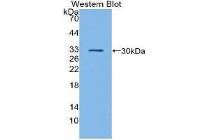 Western Blotting (WB) image for anti-GATA Binding Protein 1 (Globin Transcription Factor 1) (GATA1) (AA 20-265) antibody (ABIN1980404) (GATA1 抗体  (AA 20-265))