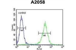 Flow cytometric analysis of A2058 cells using 17-beta-HSD12 / HSD17B12 Antibody (Center) Cat. (HSD17B12 抗体  (Middle Region))