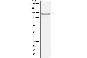 Western blot analysis of Cdc27/APC3 expression in 293T cell lysate.