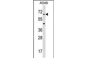 Western blot analysis in A549 cell line lysates (35ug/lane). (STK35 抗体  (AA 374-404))