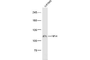 U-87MG lysates probed with NF-H Polyclonal Antibody, Unconjugated  at 1:300 dilution and 4˚C overnight incubation. (NEFH 抗体  (AA 21-120))