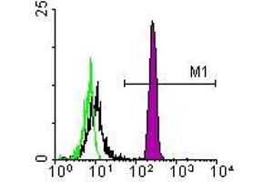 Image no. 1 for anti-Monocyte/Granulocyte antibody (ABIN135480) (Monocyte/Granulocyte 抗体)