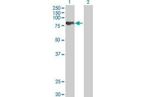 Western Blot analysis of SPHK2 expression in transfected 293T cell line by SPHK2 MaxPab polyclonal antibody. (SPHK2 抗体  (AA 1-654))