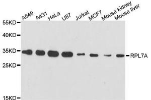 Western blot analysis of extracts of various cell lines, using RPL7A antibody. (RPL7A 抗体  (AA 1-266))