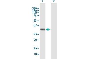 Western Blot analysis of AZGP1 expression in transfected 293T cell line by AZGP1 MaxPab polyclonal antibody. (AZGP1 抗体  (AA 22-298))