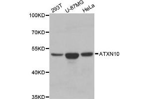Western blot analysis of extracts of various cell lines, using ATXN10 antibody. (Ataxin 10 抗体  (AA 346-475))