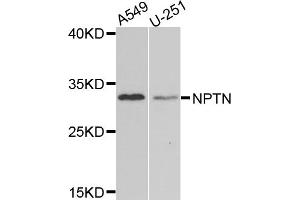 Western blot analysis of extracts of various cell lines, using NPTN antibody (ABIN5974774) at 1/1000 dilution. (NPTN 抗体)