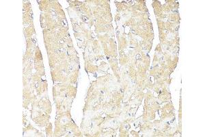 Immunohistochemistry of paraffin-embedded Mouse heart using ATP1B1 Polyclonal Antibody at dilution of 1:100 (40x lens). (ATP1B1 抗体)