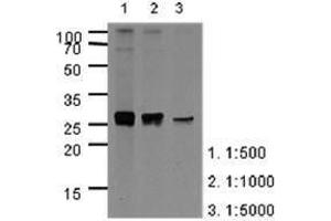 Image no. 1 for anti-Apolipoprotein A-I (APOA1) (AA 25-267) antibody (ABIN950461) (APOA1 抗体  (AA 25-267))
