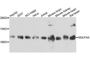 Western blot analysis of extracts of various cell lines, using NDUFA5 antibody. (NDUFA5 抗体  (AA 1-116))