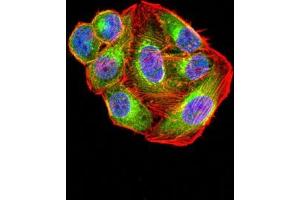 Immunofluorescence analysis of hela cells using GLUL mouse mAb (green). (GLUL 抗体  (AA 2-121))