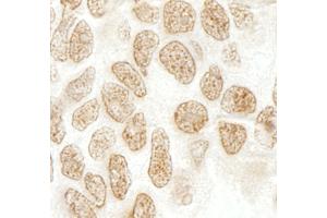 Immunohistochemistry (IHC) image for anti-Peptidylprolyl Isomerase G (Cyclophilin G) (PPIG) (AA 450-500) antibody (ABIN7448814)