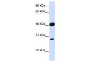 Image no. 1 for anti-ELK3, ETS-Domain Protein (SRF Accessory Protein 2) (ELK3) (AA 252-301) antibody (ABIN6741510)