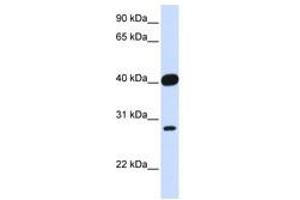 Image no. 1 for anti-ELK3, ETS-Domain Protein (SRF Accessory Protein 2) (ELK3) (AA 252-301) antibody (ABIN6741510) (ELK3 抗体  (AA 252-301))