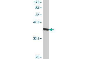 Western Blot detection against Immunogen (38. (RFT1 抗体  (AA 211-320))