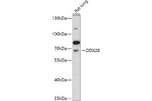 Western blot analysis of extracts of Rat lung, using DDX28 antibody (ABIN7266693) at 1:1000 dilution. (DDX28 抗体  (AA 371-540))