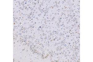 IHC analysis of Optineurin using anti-Optineurin antibody (ABIN3042498). (OPTN 抗体  (AA 241-577))