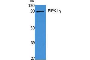 Western Blot (WB) analysis of specific cells using PIPK I gamma Polyclonal Antibody. (PIPK I gamma (Internal Region) 抗体)