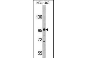 Western blot analysis of XPOT antibody (C-term) (ABIN391953 and ABIN2841751) in NCI- cell line lysates (35 μg/lane). (XPOT 抗体  (C-Term))