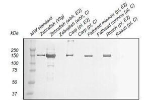 Western Blotting (WB) image for anti-Vitellogenin (VTG) antibody (ABIN123822) (Vitellogenin 抗体)