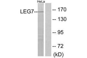 Western blot analysis of extracts from HeLa cells, using LEG7 antibody. (LGALS7 抗体)