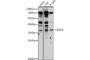 Western blot analysis of extracts of various cell lines, using VISTA antibody (ABIN6132559, ABIN6137720, ABIN6137721 and ABIN6214664) at 1:1000 dilution. (VISTA 抗体  (AA 33-194))