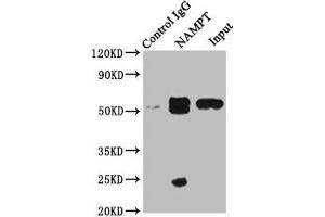 Immunoprecipitating NAMPT in MCF-7 whole cell lysate Lane 1: Rabbit control IgG instead of ABIN7161572 in MCF-7 whole cell lysate. (NAMPT 抗体  (AA 1-280))