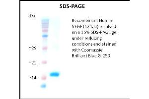 SDS-PAGE (SDS) image for Vascular Endothelial Growth Factor (VEGF) (Active) protein (ABIN5509529) (VEGF 蛋白)