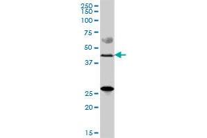 ZDHHC11 MaxPab polyclonal antibody. (ZDHHC11 抗体  (AA 1-412))
