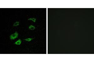 Peptide - +Immunofluorescence analysis of HepG2 cells, using Cyclosome 1 antibody. (APC1 抗体)