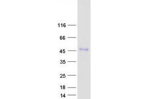 Validation with Western Blot