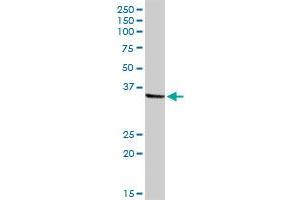 NMI MaxPab rabbit polyclonal antibody. (NMI 抗体  (AA 1-307))