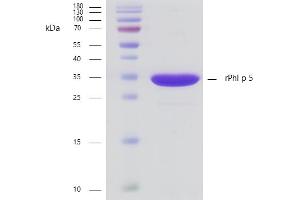 Recombinant allergen rPhl p 5 purity verification.