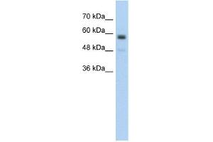 WB Suggested Anti-C9orf127 Antibody Titration:  5. (TMEM8B 抗体  (Middle Region))