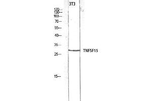 Western Blot (WB) analysis of 3T3 lysis using TNFSF15 antibody.