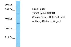 Host: Rabbit Target Name: OR5R1 Sample Type: Hela Whole Cell lysates Antibody Dilution: 1. (OR5R1 抗体  (C-Term))