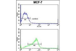 Flow cytometric analysis of MCF-7 cells (bottom histogram) compared to a negative control cell (top histogram). (ADAM9 抗体  (C-Term))