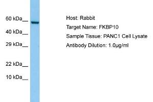 Host: RabbitTarget Name: FKBP10Antibody Dilution: 1. (FKBP10 抗体  (C-Term))