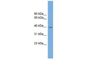 WB Suggested Anti-Nmral1 Antibody Titration: 0.