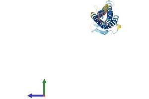 Protein Structure (PS) image for Claudin 8 (CLDN8) (AA 1-225) protein (His tag) (ABIN7556408)