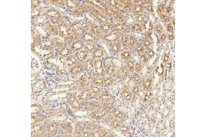 Immunohistochemical analysis of paraffin-embedded Rat-kidney tissue. (TGFBR1 抗体  (pSer165))